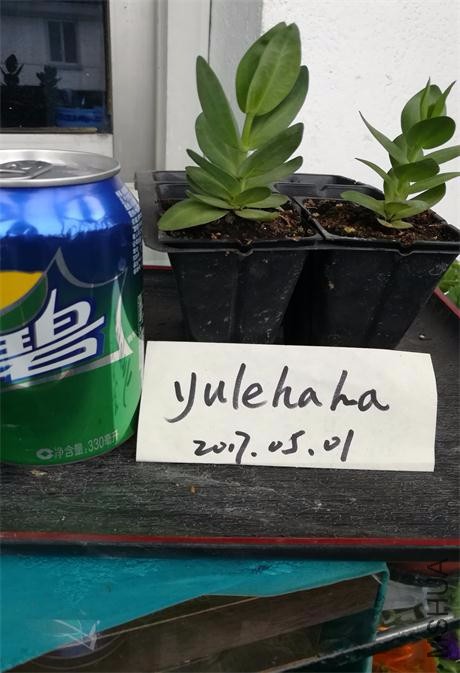 ���޲�ɫ.jpg