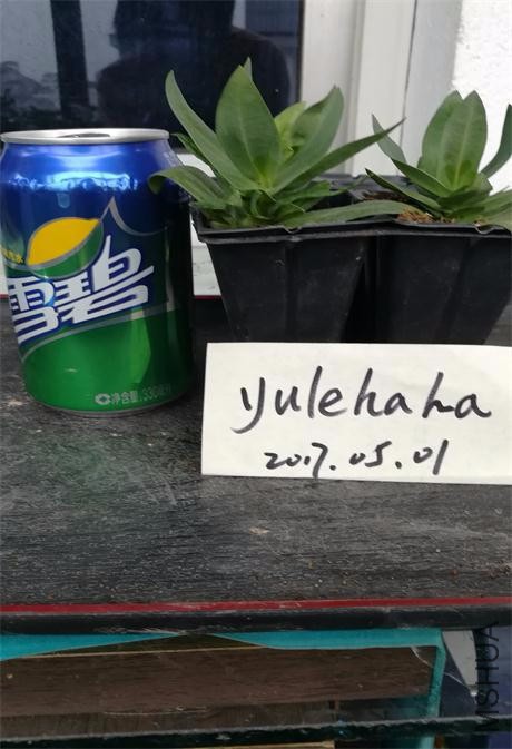 ����õ���.jpg