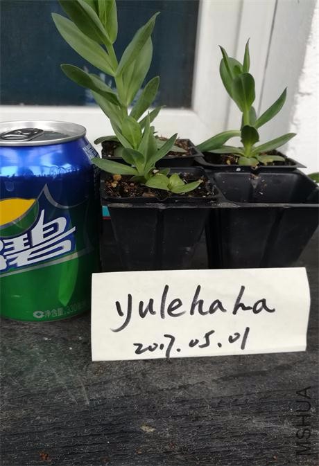 ����������ɫ.jpg