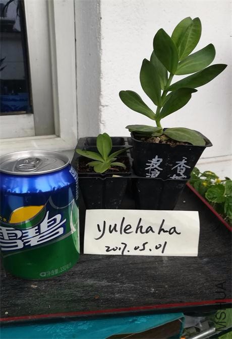 ����ɫ.jpg