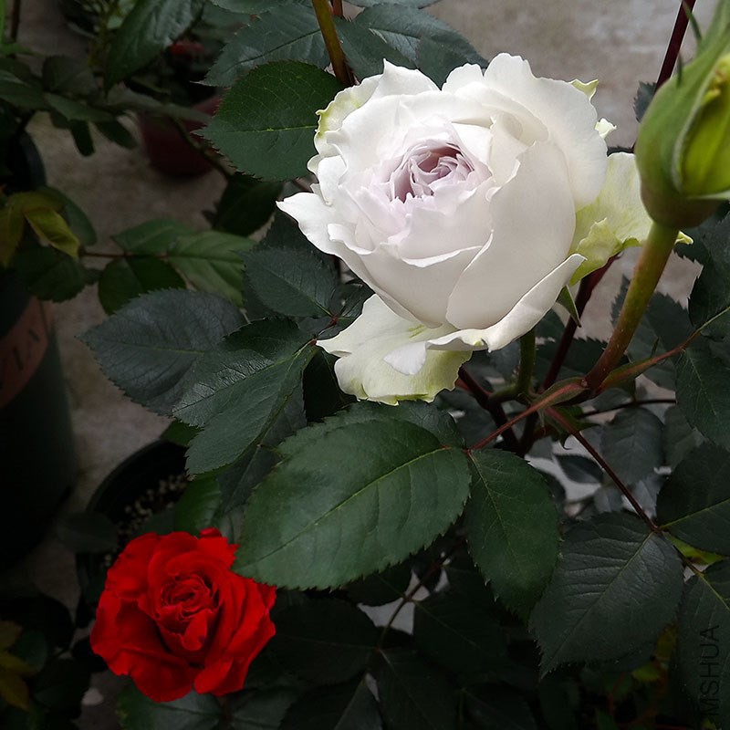 �Ӱ�����������.2016.4.1
