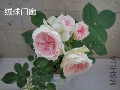 000417iuspdtgzfzwf7utp_jpg_thumb.jpg