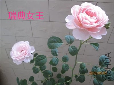 091933innfzd6f4ll7m8iz_jpg_thumb.jpg