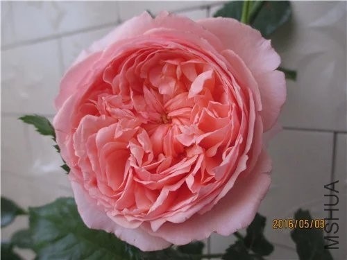 092415ksh31hnos3n1ii63_jpg_thumb.jpg