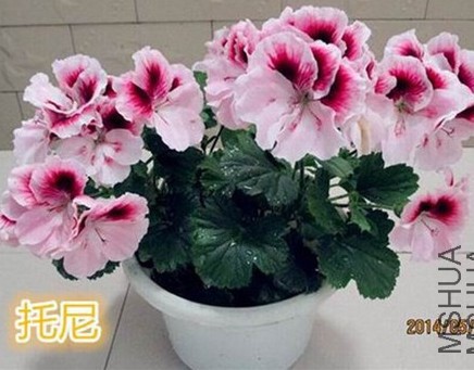 203357x616wphqzpxsfosp.jpg