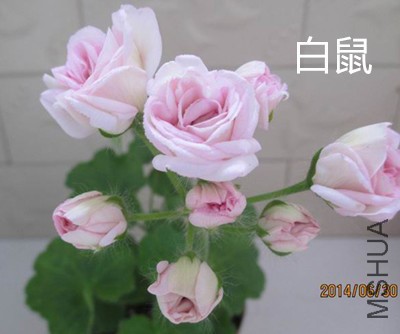 200354zy7chcufcfiz3c7i.jpg
