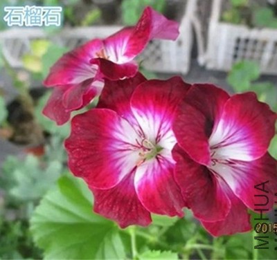 210516b43i3umrx35l9dlk.jpg