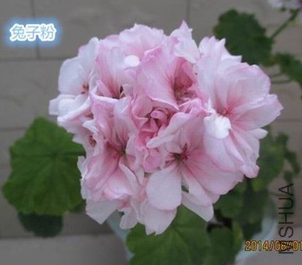 210518g4vdz4lc774o9tx6.jpg