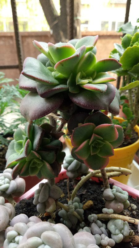 IMG20170501175006.jpg