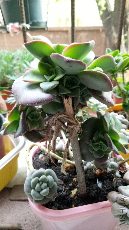 IMG20170501174949.jpg