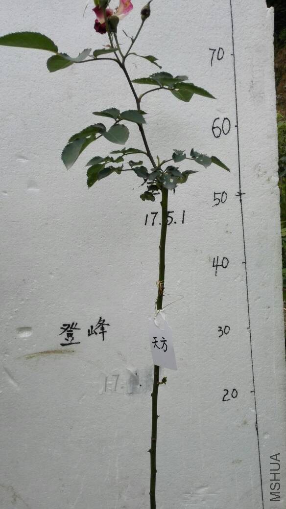 230326ehs2usfuw4bbvhuu.jpg