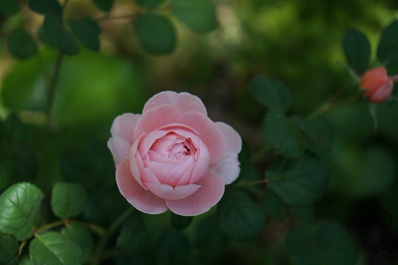 DSC00335_����.jpg