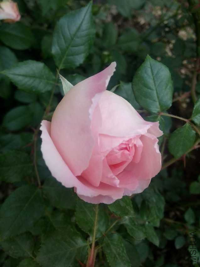 IMG20170501061713.jpg