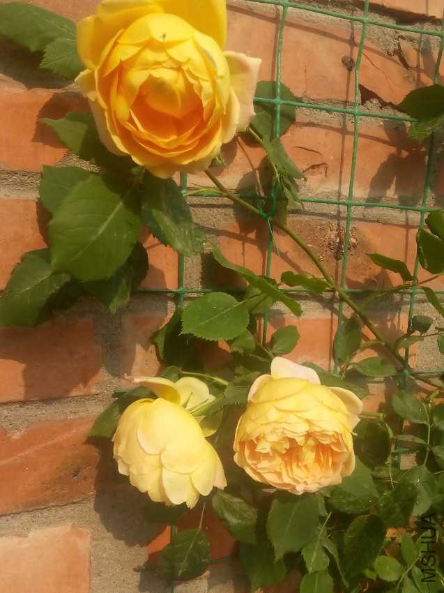 IMG20170502082519.jpg