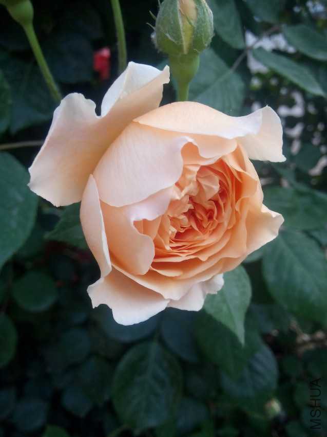 IMG20170501061918.jpg
