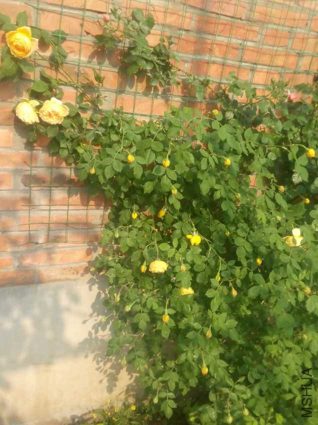 IMG20170502082527.jpg