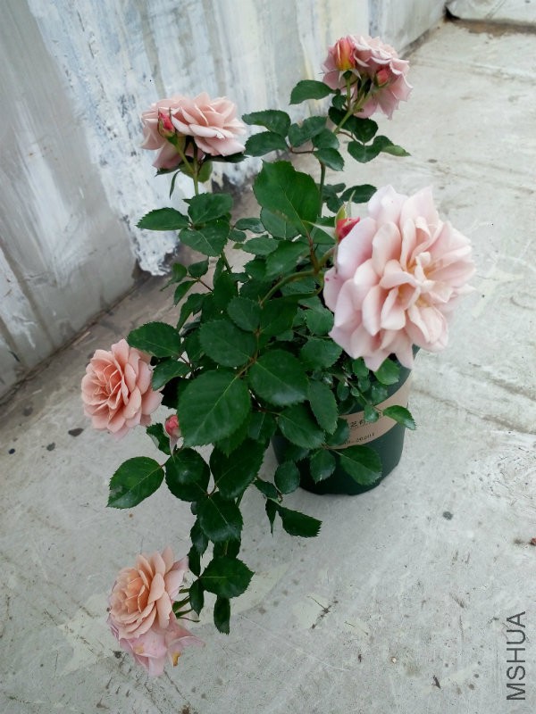 IMG_20170321_163850.jpg