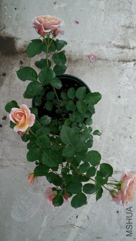 IMG_20170319_171853.jpg