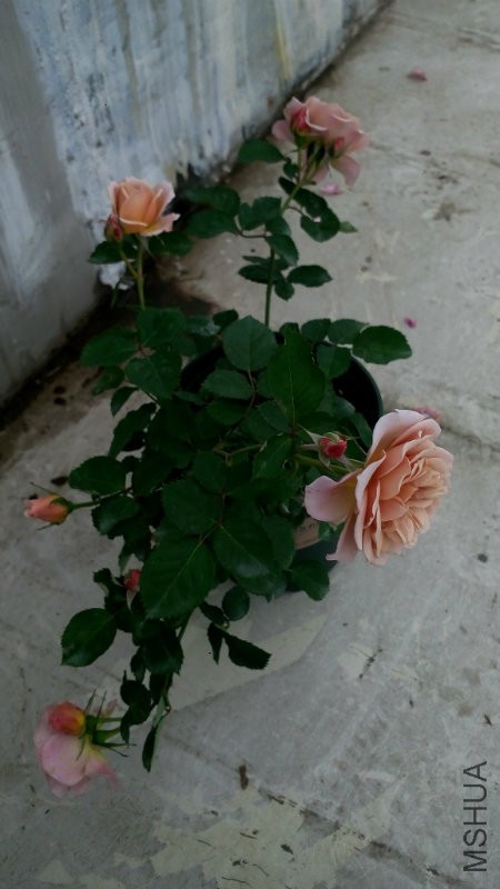 IMG_20170319_171914.jpg