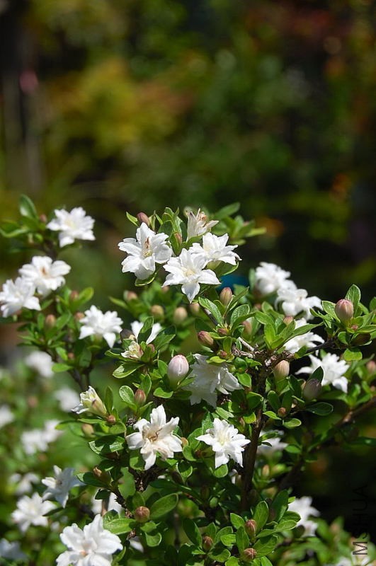 DSC_52600246.JPG