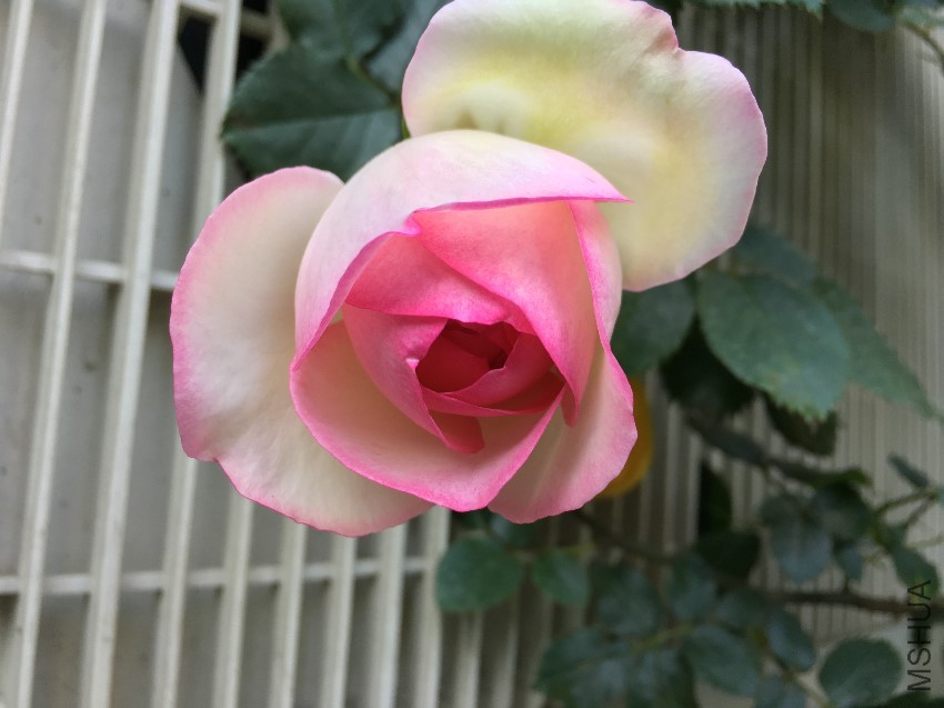 IMG_6087.JPG