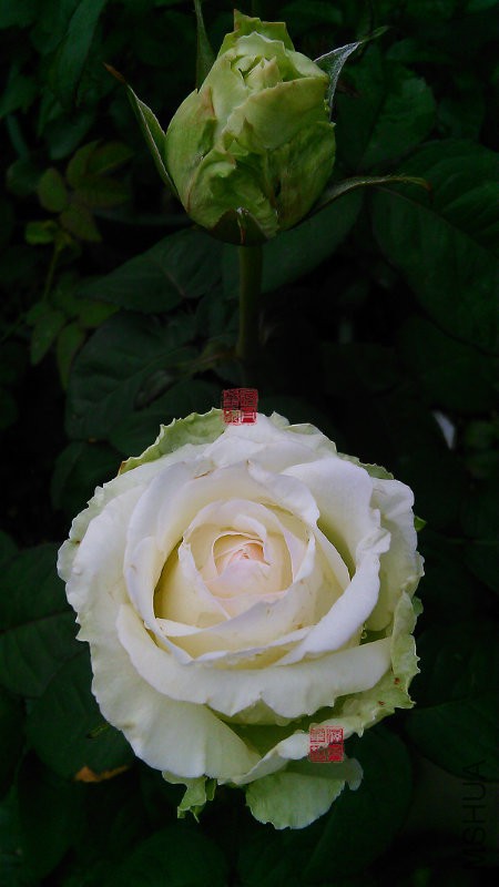清纯2.jpg