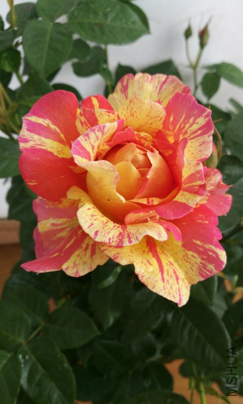 22918d442fb08252.jpg