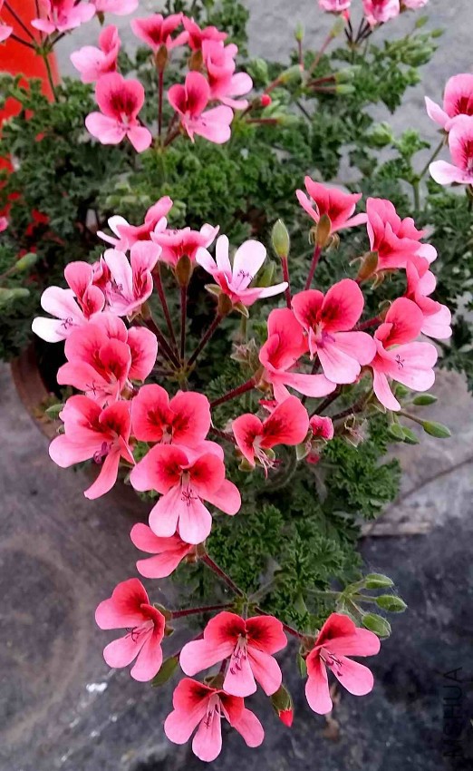 20150526_183446.jpg