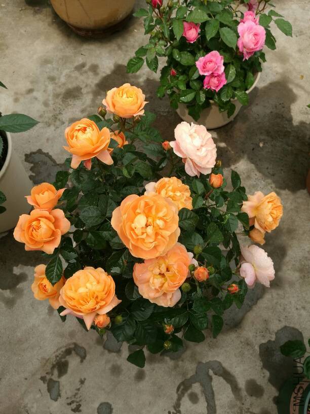 141606qpyh1urz6dhypduj.jpg