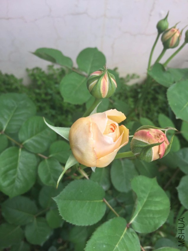 ����Ҷ-20170425.jpg