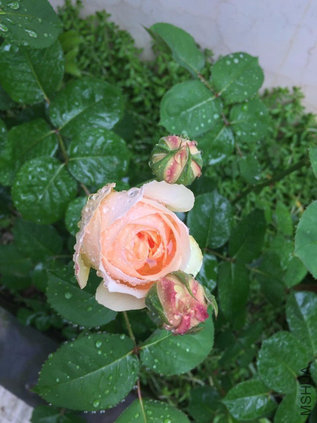 ����Ҷ-20170426.jpg