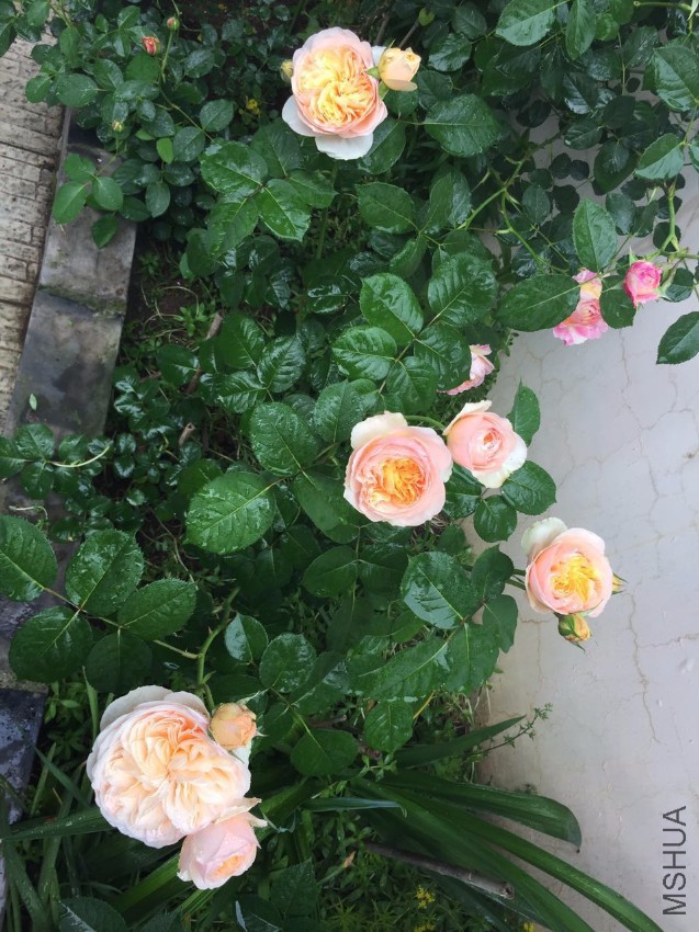 ����Ҷ-20170502.jpg