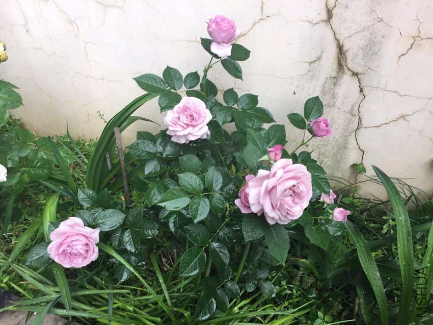 ��ɫ�籩-20170502.jpg