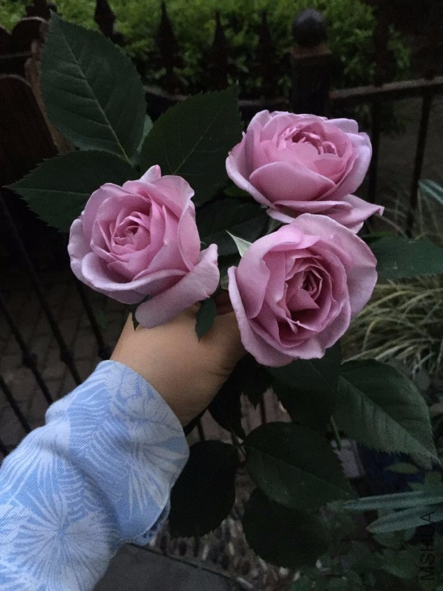 ��ɫ�籩-20170430.jpg