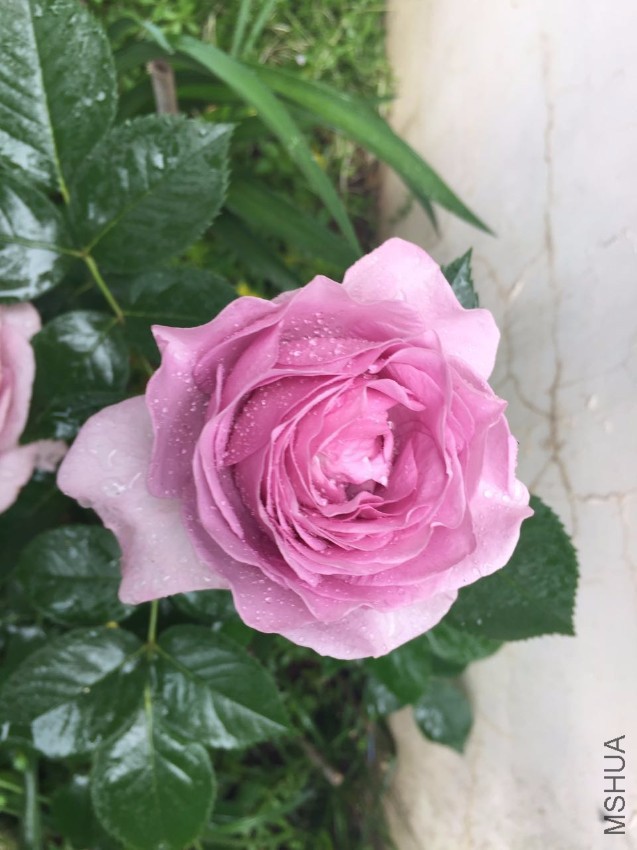 ��ɫ�籩-20170502-1.jpg