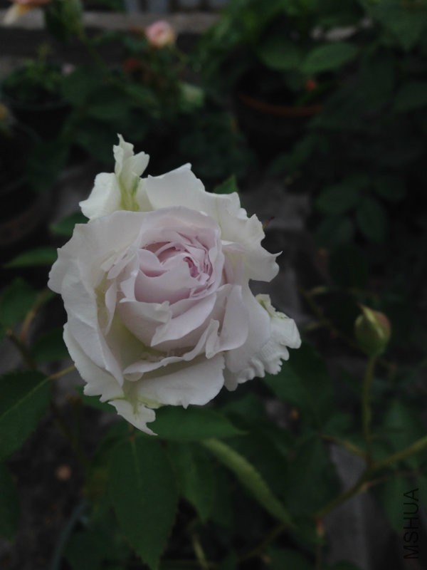 大天�