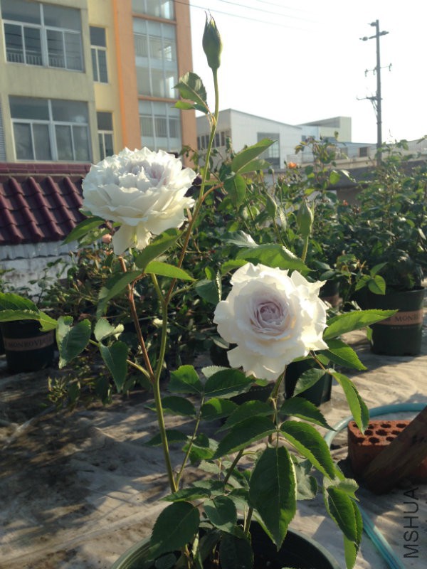 大天�