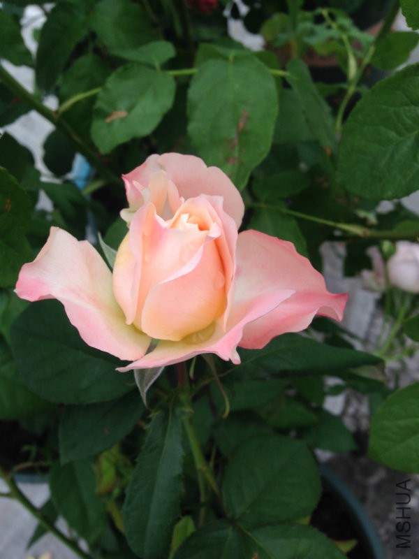 甜蜜邂�