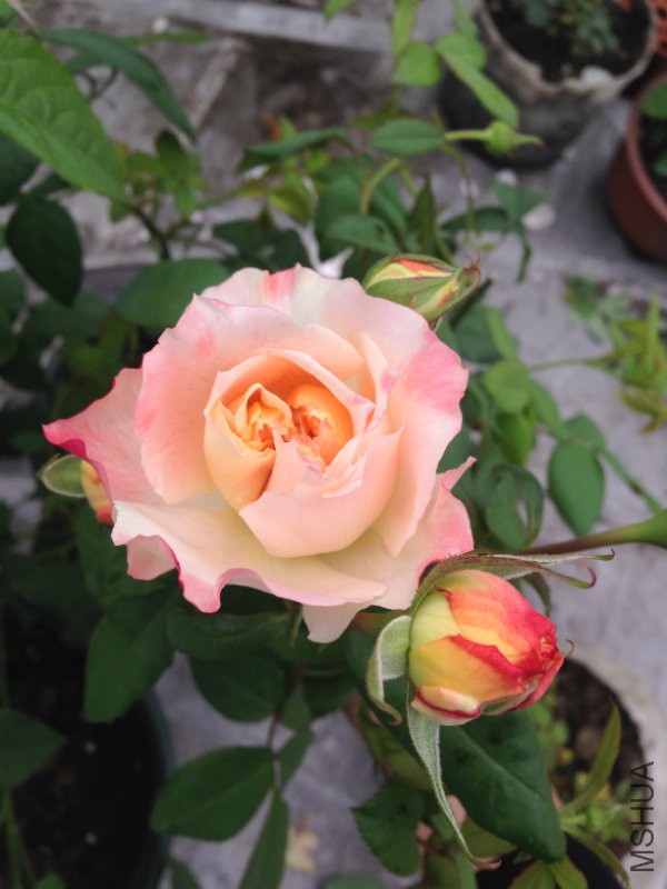 甜蜜邂�