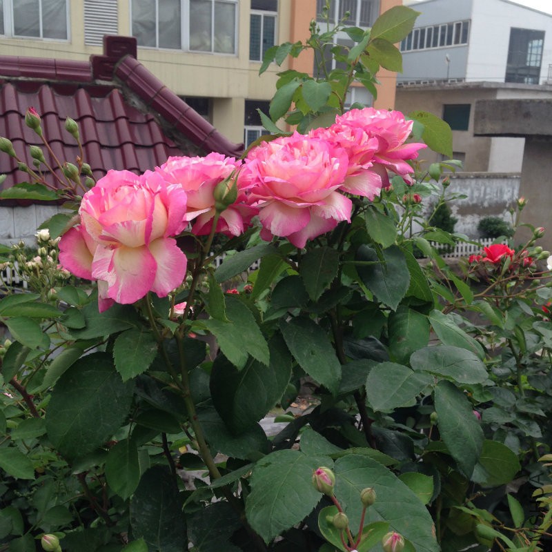 夏加�