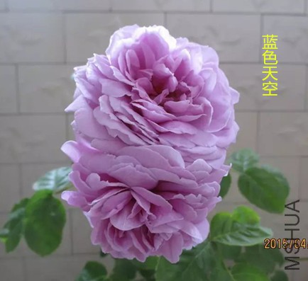 psb (3)_����.jpg