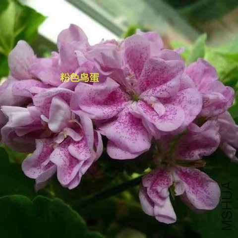 psb 555_����.jpg