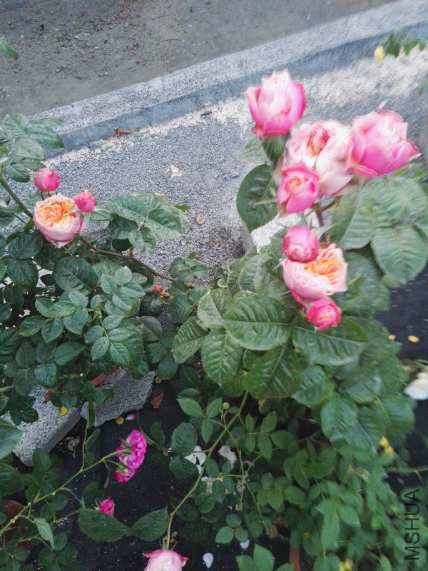 IMG_20170502_184845.jpg