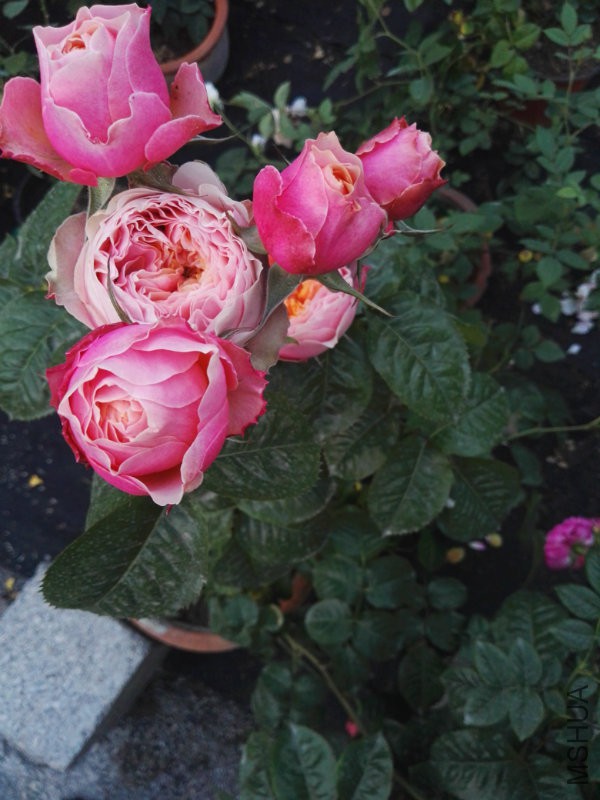 IMG_20170502_184900.jpg