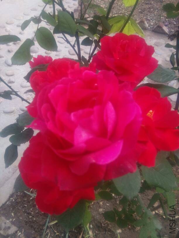 193825pmitytoi080aoyfr.jpg