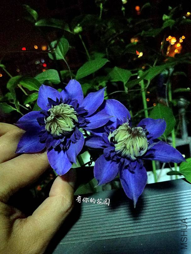 074301es64dh58asmb4sil.jpg