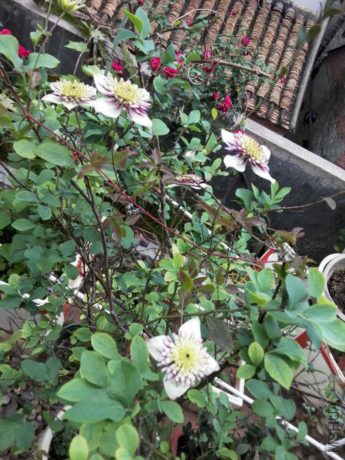 ΢��ͼƬ_20170503085115.jpg