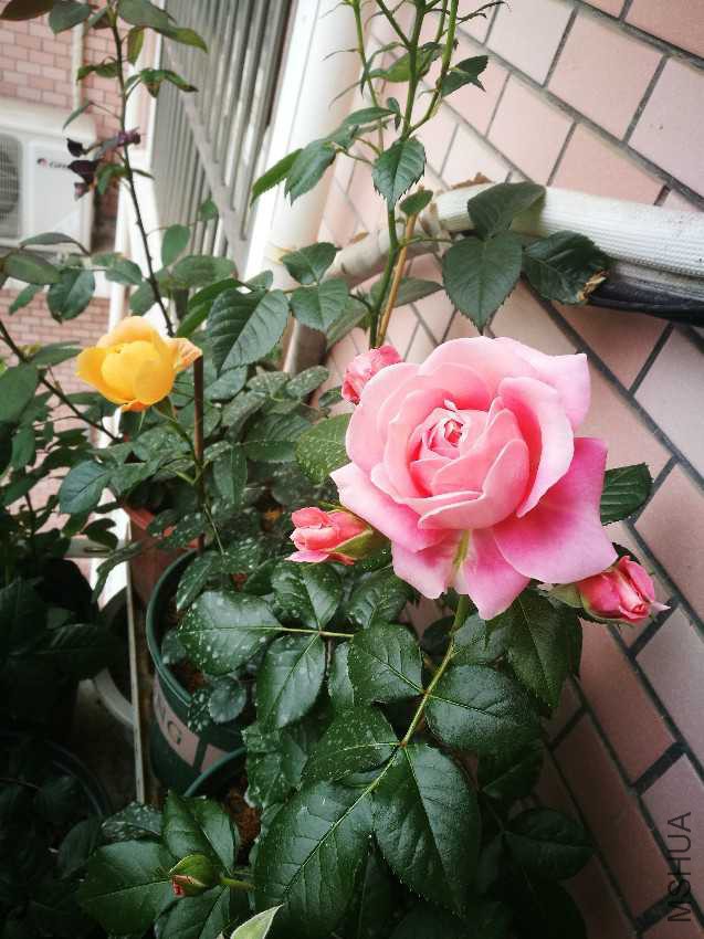 IMG_20170503_091107.jpg