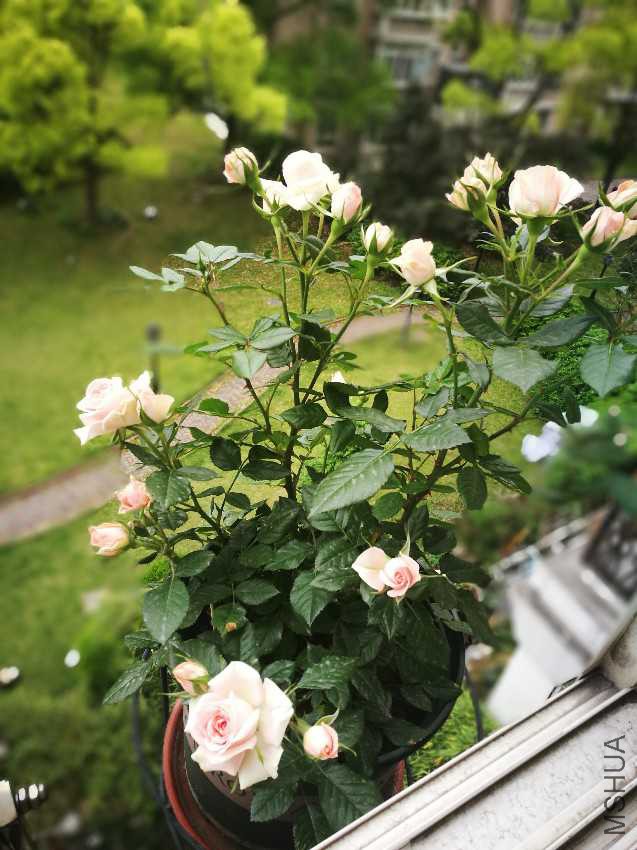 IMG_20170503_072808.jpg