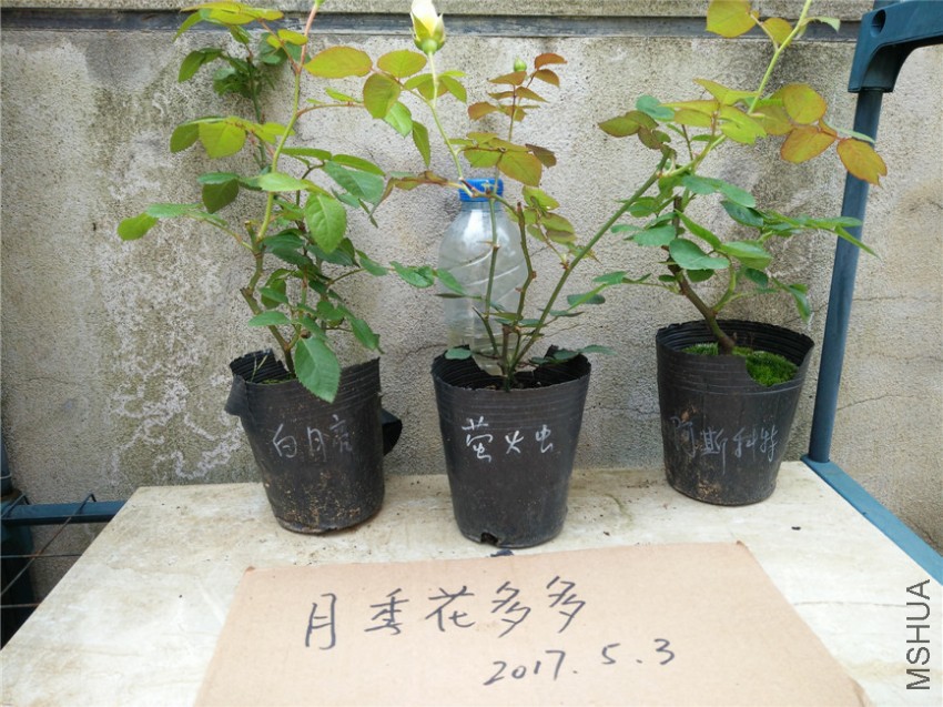 IMG20170503110252.jpg
